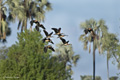 White-Faced Whistling Duck