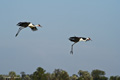 Wattled Crane