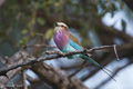 Lilac-Breasted Roller