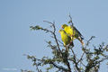 African Green Pigeon