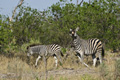 Plains (Burchell’s) Zebra