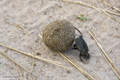 Dung Beetle