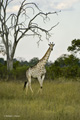 Southern Giraffe