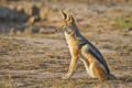 Black-Backed Jackal