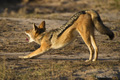 Black-Backed Jackal