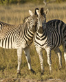 Plains (Burchell’s) Zebra