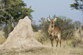 Common Waterbuck