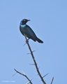 Cape Glossy Starling