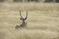 Common Waterbuck