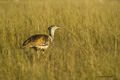 Kori Bustard