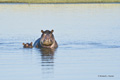 Hippopotamus