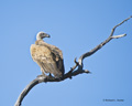 Cape Vulture