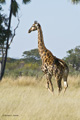 Southern Giraffe