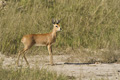 Steenbok