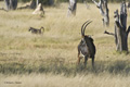 Sable Antelope