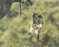 Chacma Baboon