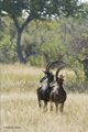 Sable Antelope