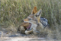 Black-Backed Jackal