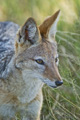 Black-Backed Jackal