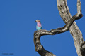 Lilac-Breasted Roller