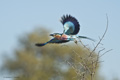 Lilac-Breasted Roller