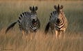 Plains (Burchell’s) Zebra