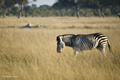 Plains (Burchell’s) Zebra