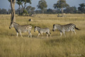 Plains (Burchell’s) Zebra