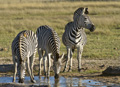 Plains (Burchell’s) Zebra