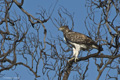 Martial Eagle