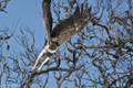 Martial Eagle