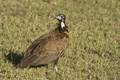 Hooded Vulture