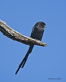 Magpie Shrike