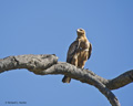 Tawny Eagle