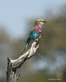 Lilac-Breasted Roller