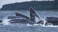 Humback Whales