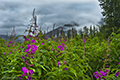 Fireweed