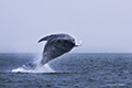 Humback Whale