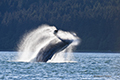 Humback Whale