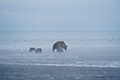 Coastal Brown Bear and Cubs