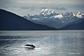 Tracy Arm and Humpback Whale Fluke