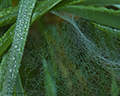 Dew on Spiderwebs