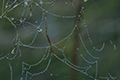 Dew on Spiderwebs