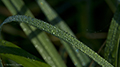 Dew on Grass