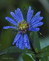 Dew on Flower