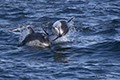 Pacific White-Sided Dolphin