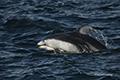 Pacific White-Sided Dolphin