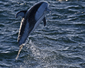 Pacific White-Sided Dolphin