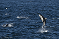 Pacific White-Sided Dolphin