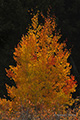 Firey Tree in Grand Teton National Park